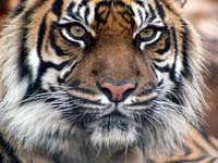 tigre enojado