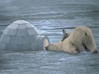osos polares en un iglu