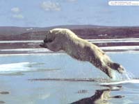 oso polar cazando en la antartida
