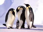 Fondos de pinguinos