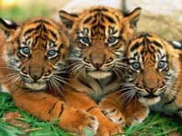 Tigres bebes