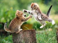 Gatos peleando