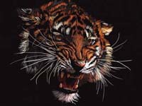 tigres enojados