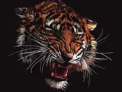 Tigre