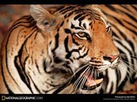 tigres