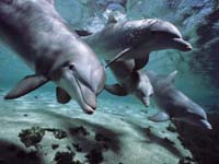 delfines