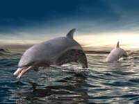 delfines nadando