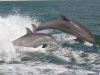 delfines nadando