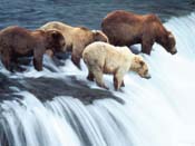 Fondos de osos pescando