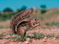 ardillas comiendo