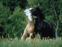 caballos jugando