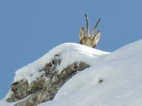 antilopes espiando