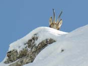 Fondos de antilopes