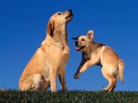 perro labrador jugando