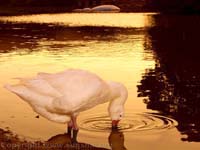 pato bebiendo agua