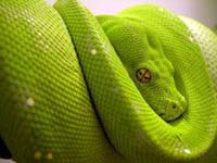 serpiente verde