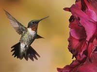 colibri