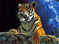 Tigre