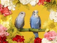 Aves