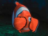 Buscando a Nemo